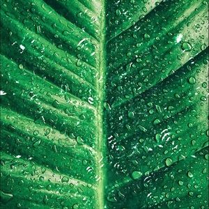 Meet your Posher, Ralph